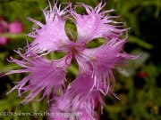 <i>Dianthus superbus</i>