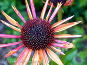 <em>Echinacea Big Sky?</em>  ‘Sundown’