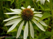 <i>Echinacea purpurea</i> ‘White Swan’