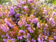 <i>Erica carnea</i> ‘Pink Spangles’