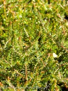 <i>Erica cinerea</i> ‘Purple Beauty’