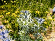 <i>Eryngium</i> ‘Sapphire Blue’