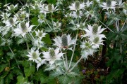 <i>Eryngium giganteum</i>