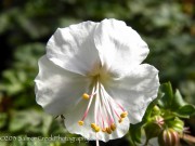 <i>Geranium</i> x <i>cantabrigiense</i> ‘St. Ola’