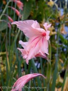 <i>Gladiolus oppositiflorus</i> ssp. <i>salmoneus</i>