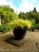 <i>Hakonechloa macra</i> ‘All Gold’