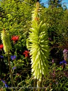 <i>Kniphofia</i> ‘Green Jade’