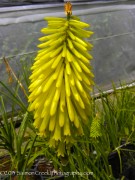 <i>Kniphofia uvaria</i> ‘Malibu Yellow’