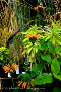 <i>Leonotis menthifolia</i> ‘Savannah Sunset’