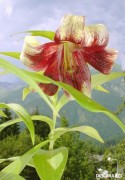 <i>Lilium nepalense</i>