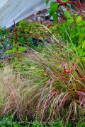 <i>Miscanthus sinensis</i> ‘Kleine Fontaine’