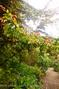 <i>Parrotia persica</i>