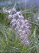 <i>Pennisetum orientale</i>