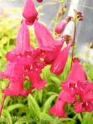 <i>Penstemon</i> ‘Geoff Hamilton’