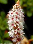<i>Persicaria affinis</i> ‘Dimity’