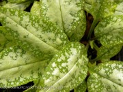 <i>Pulmonaria</i> ‘Berries and Cream’