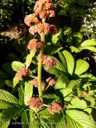 <i>Rodgersia aesculifolia</i>