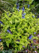 <i>Salvia guaranitica</i> ‘Black and Blue’