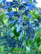 <i>Salvia mexicana</i> ‘Compton’s Form’