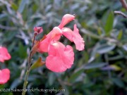 <i>Salvia greggii</i> ‘Lowry’s Peach’