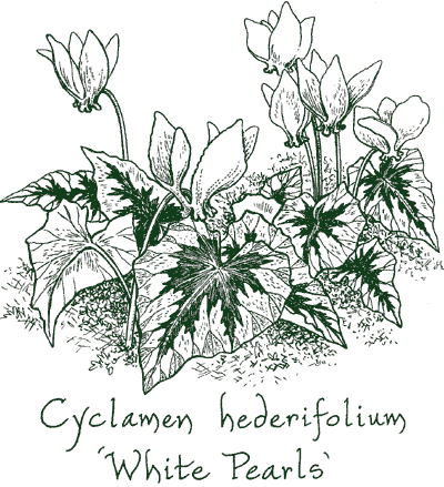 Cyclamen hederifolium ‘White Pearls’