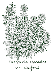 <i>Euphorbia characias</i> ssp. <i>wulfenii</i>