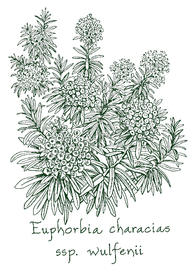 euphorbia plant drawing