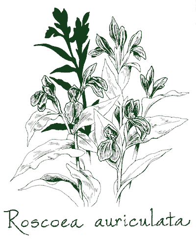 Roscoea auriculata