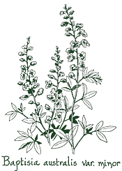 <i>Baptisia australis</i> var. <i>minor</i>