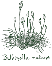 <i>Bulbinella nutans</i>