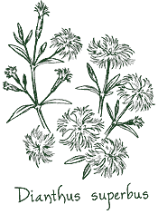 <i>Dianthus superbus</i>