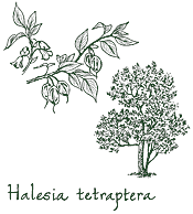 <i>Halesia tetraptera</i>