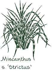 <i>Miscanthus sinensis</i> ‘Strictus’