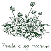 <i>Primula capitata</i> ssp. <i>mooreana</i>