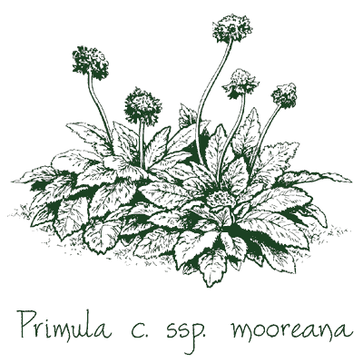 Primula capitata ssp. mooreana