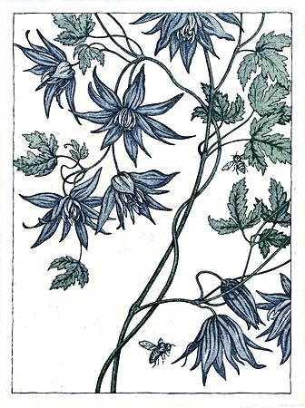 Clematis Macropetala Etching