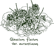 <i>Glaucium flavum</i> var. <i>aurantiacum</i>
