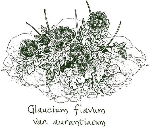 Glaucium flavum