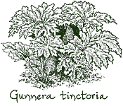 <i>Gunnera tinctoria</i>
