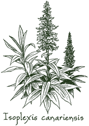 <i>Isoplexis canariensis</i>