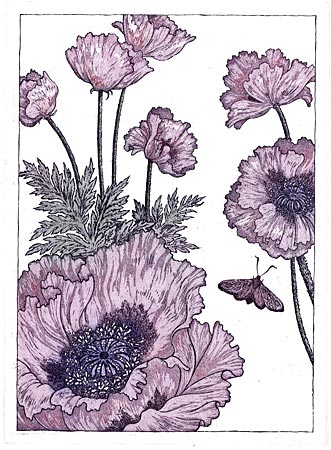 Papaver Orientale Etching