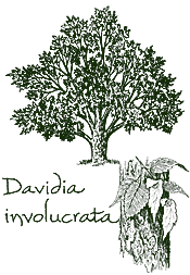 <i>Davidia involucrata</i>