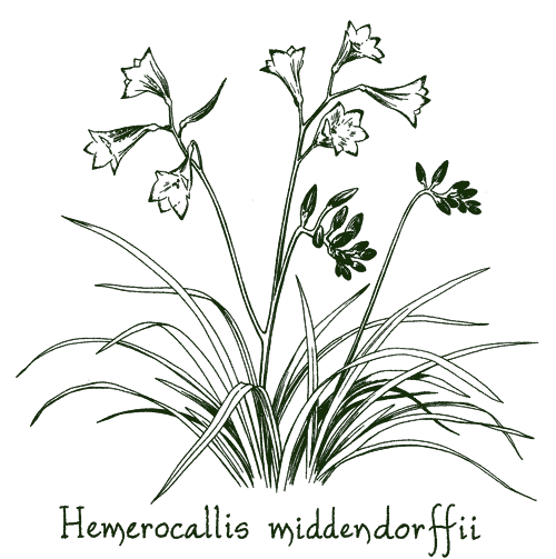 Hemerocallis middendorffii