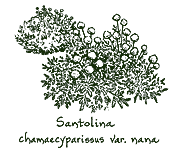 <i>Santolina chamaecyparissus</i> var. <i>nana</i>