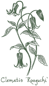 <i>Clematis</i> ‘Rooguchi’