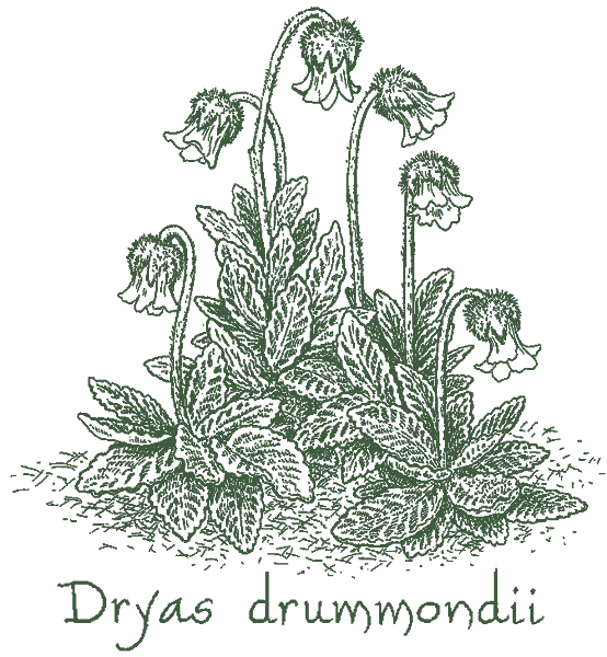 Dryas drummondii