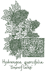 <i>Hydrangea quercifolia</i> ‘Snowflake’