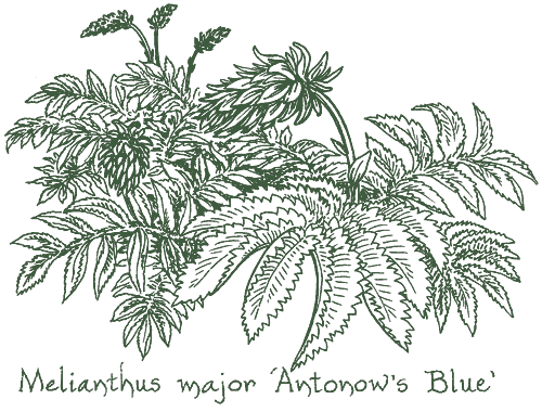 Melianthus major ‘Antonow’s Blue’
