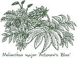 <i>Melianthus major</i> ‘Antonow’s Blue’