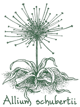 <i>Allium schubertii</i>
